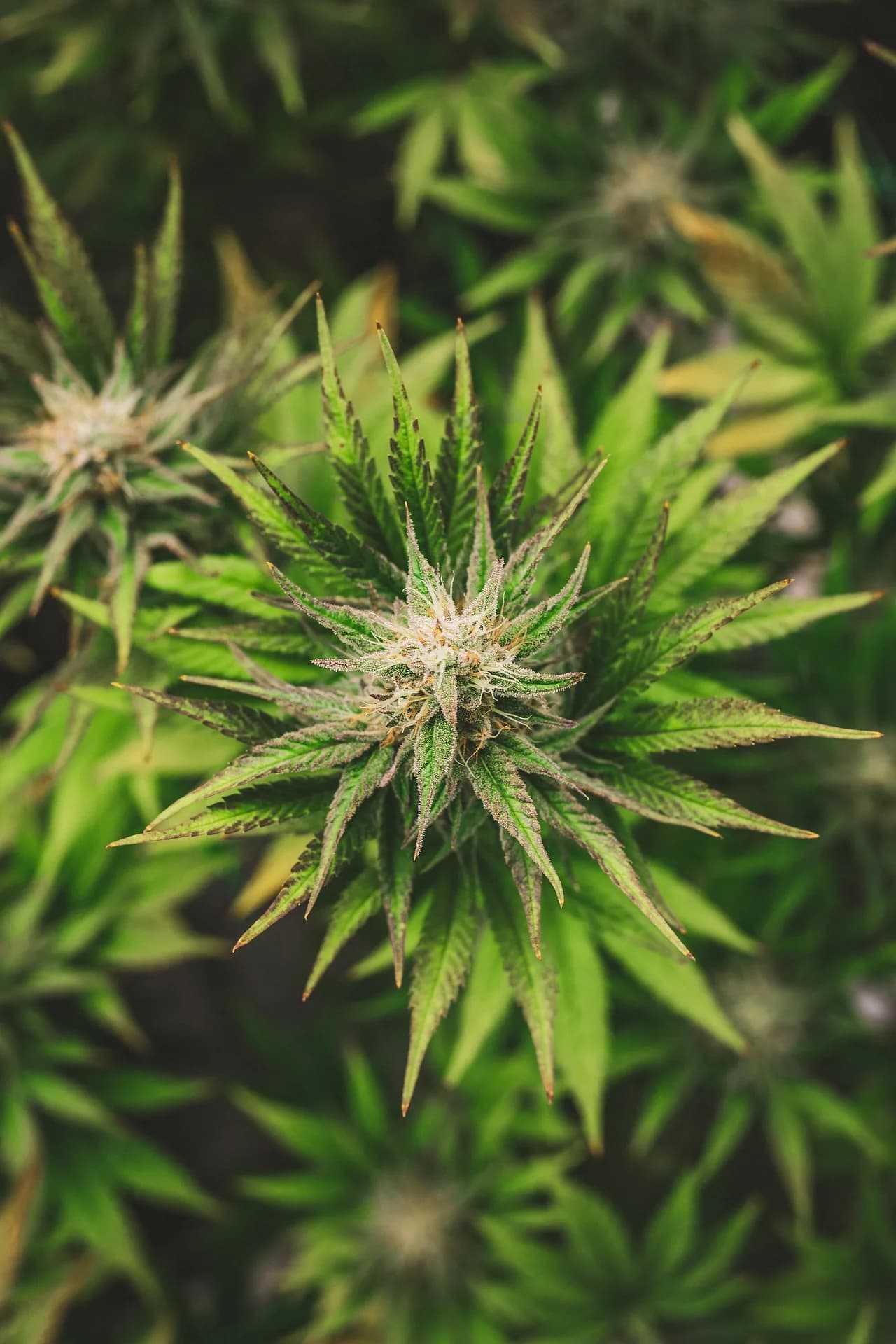 Cogollo de cannabis, la genética en su estado natural